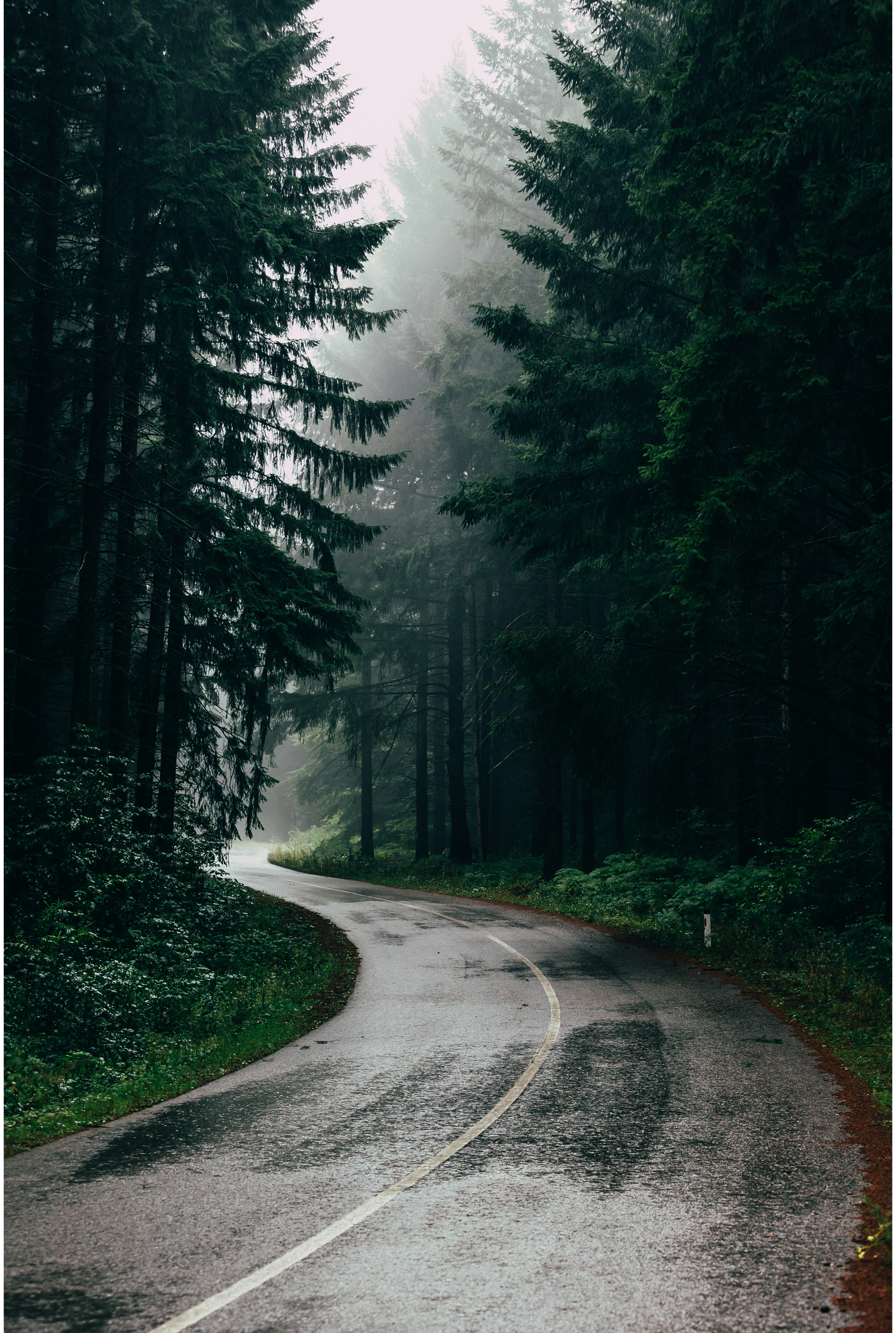 Forest road